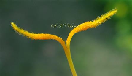 Style of Disc floret